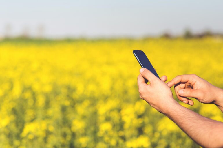 person holding cell phone in canola field