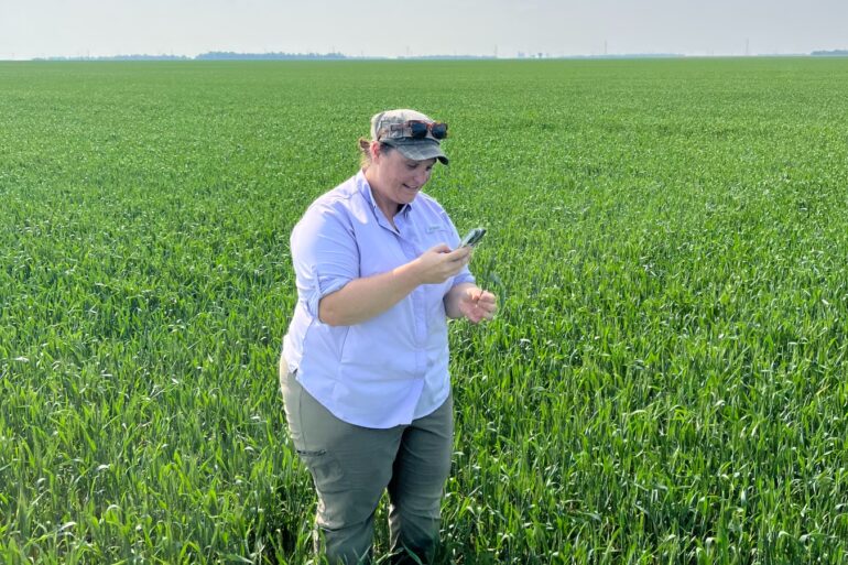 Danielle looking for FHB in wheat at innovation farms