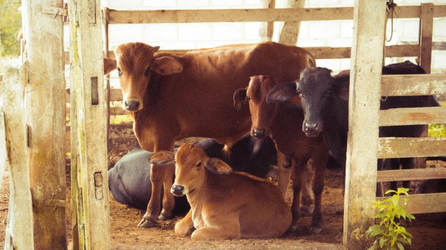 EMILI introduces data literacy program to cow calf producers